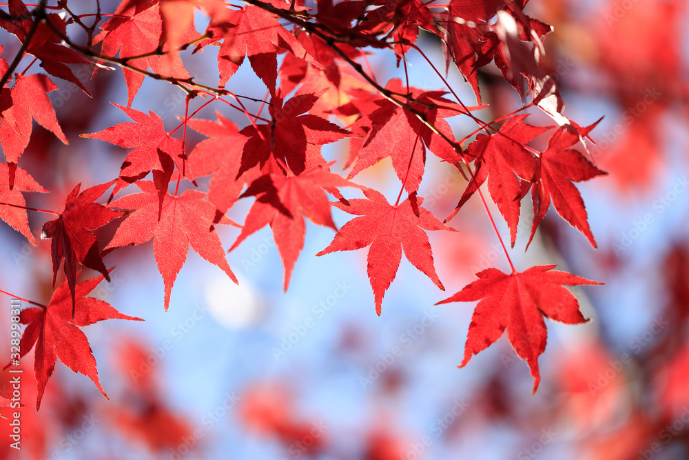 紅葉 紅葉