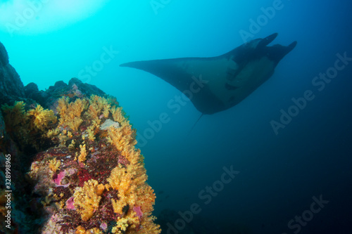 Manta Ray swimming over coral reef © Richard Carey