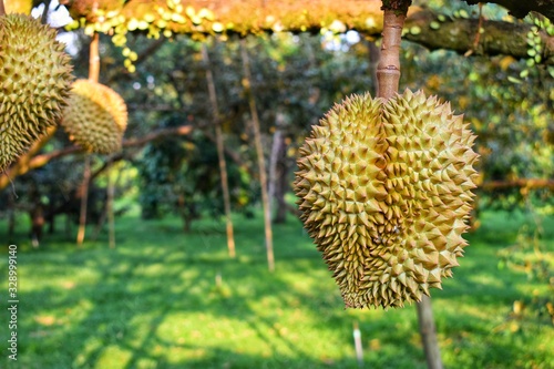 Durian king of fruit on tree, Thailand famous fruit.