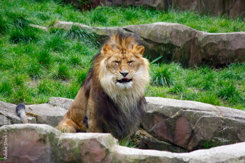 portrait of a lion