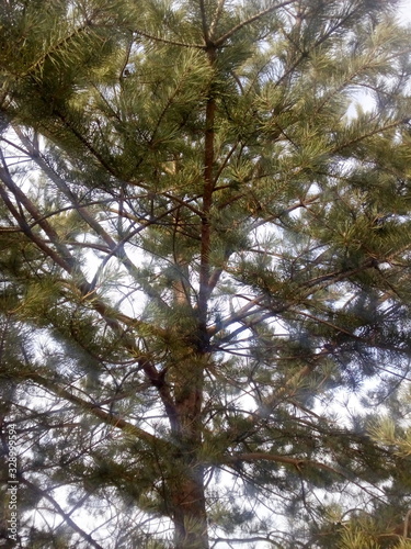 a branch of a coniferous tree