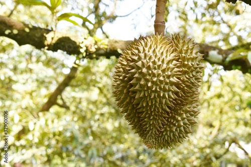 Durian king of fruit on tree, Thailand famous fruit.