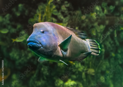 A large Napoleon fish in the aquarium