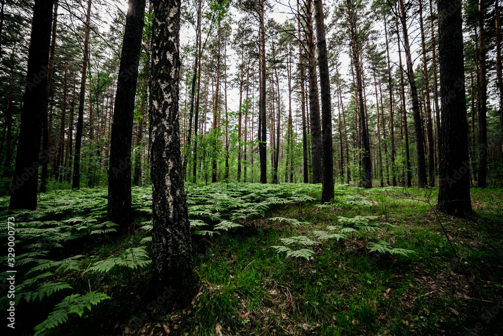Obraz premium Beautiful green landscape with ferns in pine forest. Dense fern thickets in dark woods among pines and birches. Atmospheric scenery with rich greenery among trees. Many wild ferns in forest thicket.