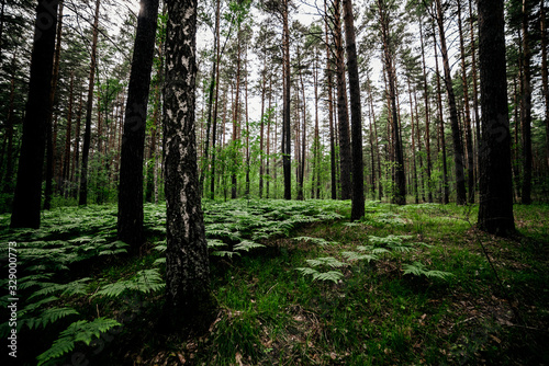 Beautiful green landscape with ferns in pine forest. Dense fern thickets in dark woods among pines and birches. Atmospheric scenery with rich greenery among trees. Many wild ferns in forest thicket.