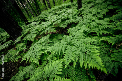 Dense fern thickets close-up. Beautiful nature background with many ferns. Scenic backdrop of rich greenery among trees. Full frame of chaotic wild ferns. Vivid green texture of lush fern leaves.