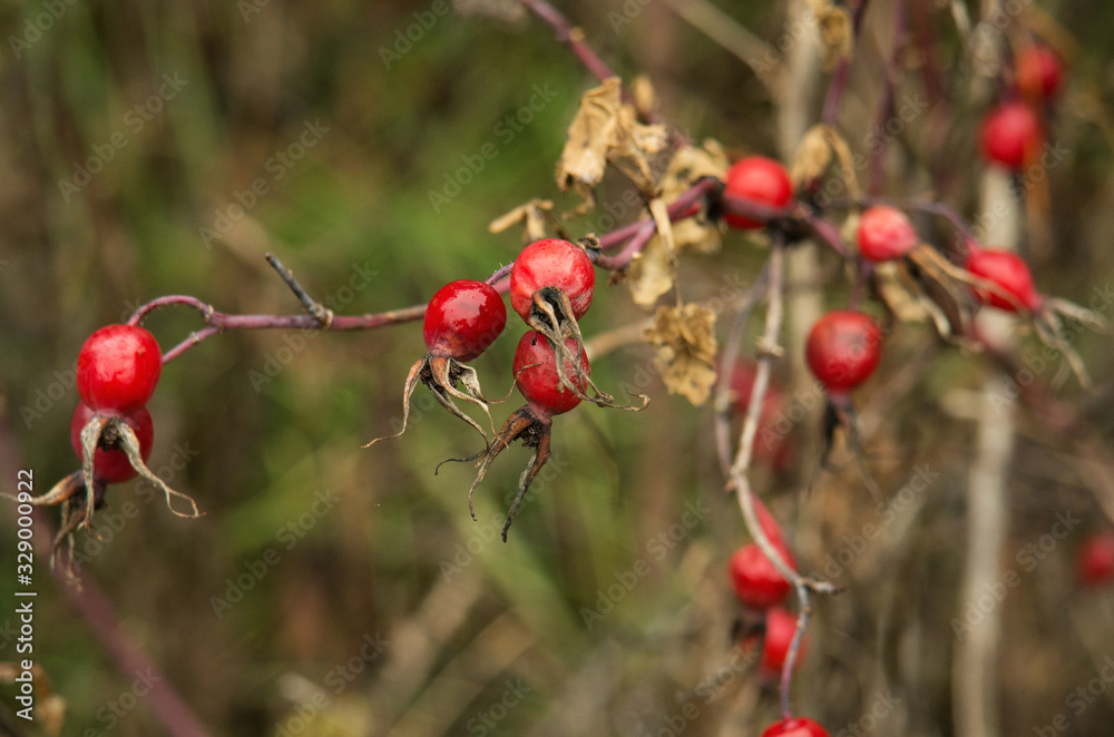 Rose hips in the fall. Rose hips in the fall.