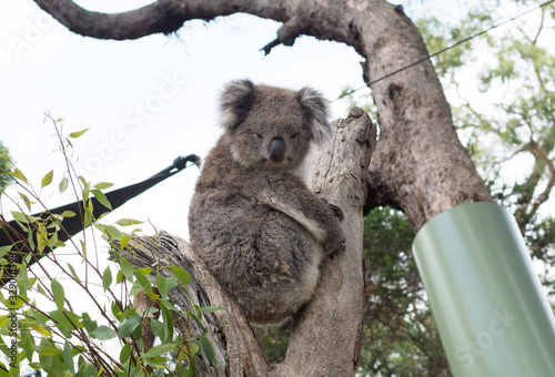 Fototapeta Naklejka Na Ścianę i Meble -  A cute koala relaxing on eucalyptus tree with green leafs