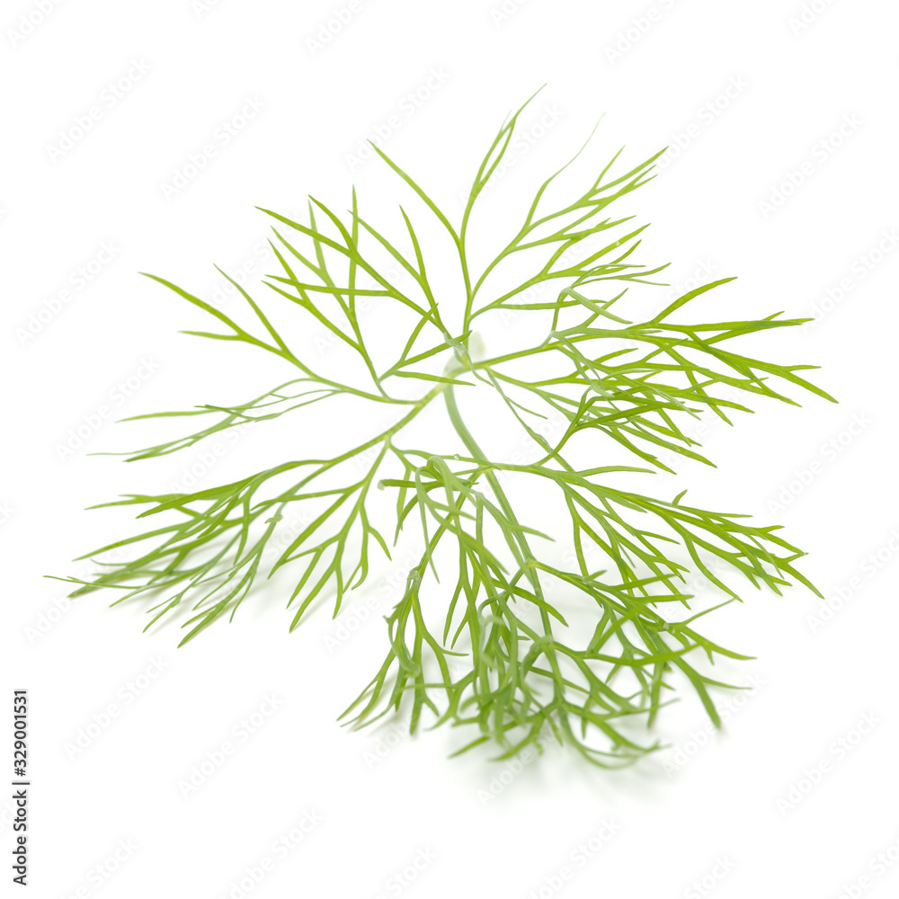 dill isolated on white background dill isolated on white background