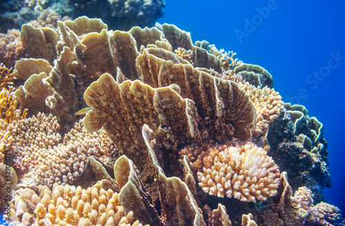Fototapeta Naklejka Na Ścianę i Meble -  Coral reef