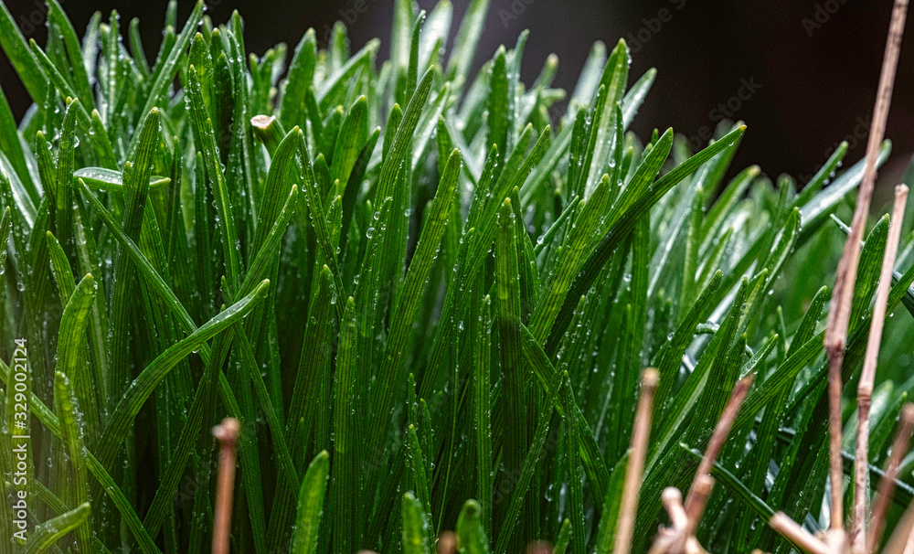 Fresh green grass with water droplet in morning light. Fresh green grass with water droplet in morning light.
