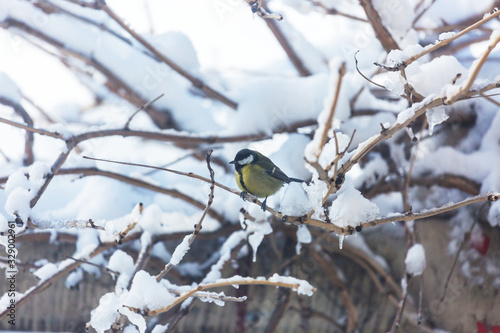 Titmouse