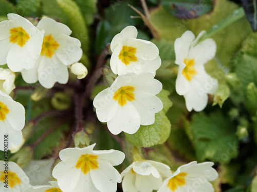Primula vulgaris - Primevère commune ou primevère acaule à petites fleurs blanches, gorge jaune verdâtre et au feuillage velu, vert clair, spatulé et gaufré 