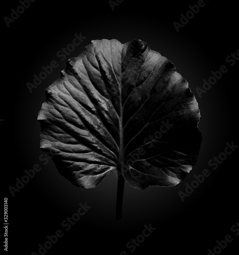 Black leaf of the plant Elefant ear with highlights on dark background with radial gradient, trendy minimalist black style
