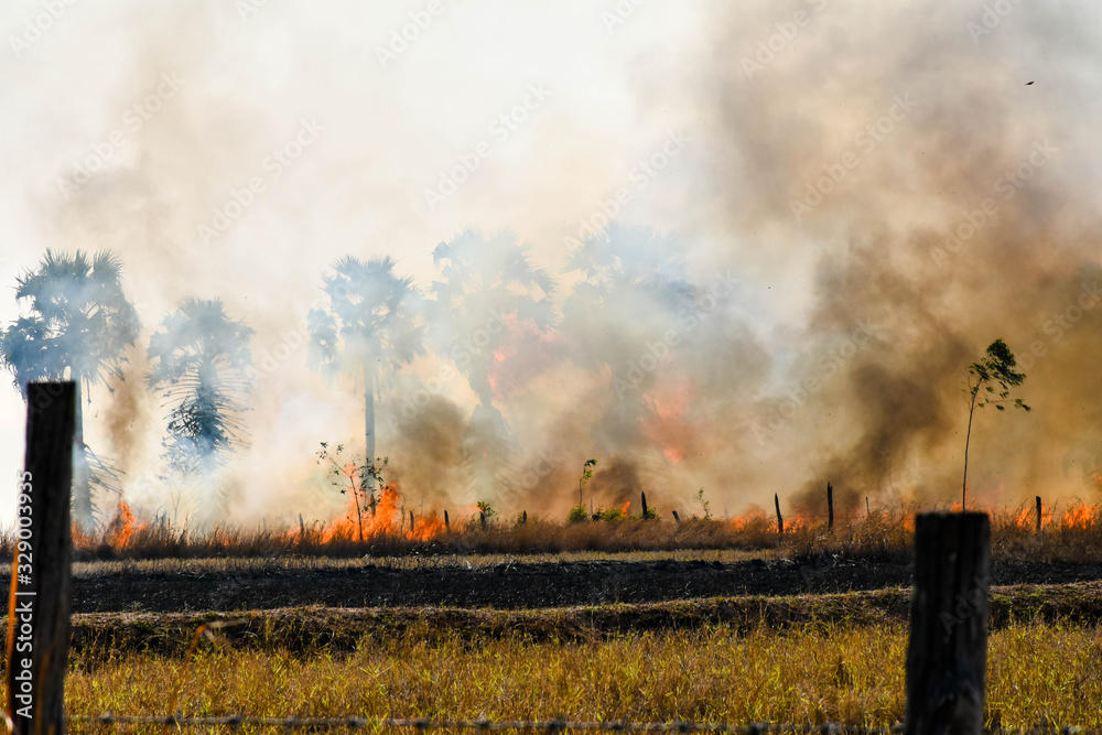 Fototapeta premium Fire burns stubble on the field. Fire in summer.