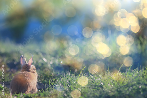 spring rabbit in a green field, easter symbol, beautiful april easter background photo