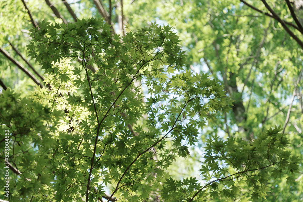 Fototapeta premium 新緑