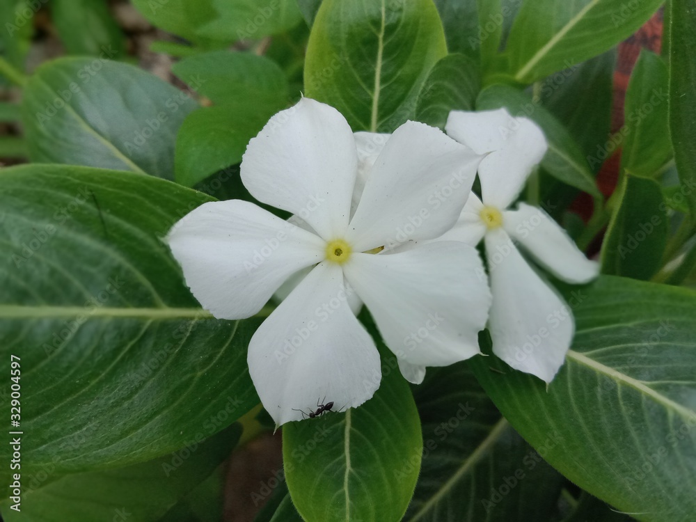 Obraz premium flower in garden