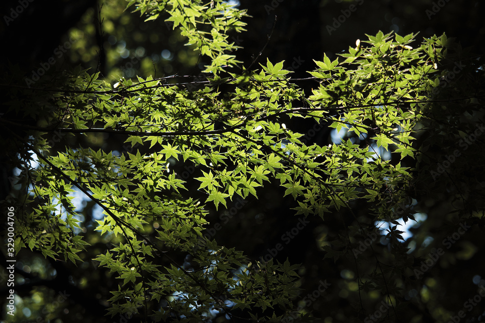 Fototapeta premium 新緑