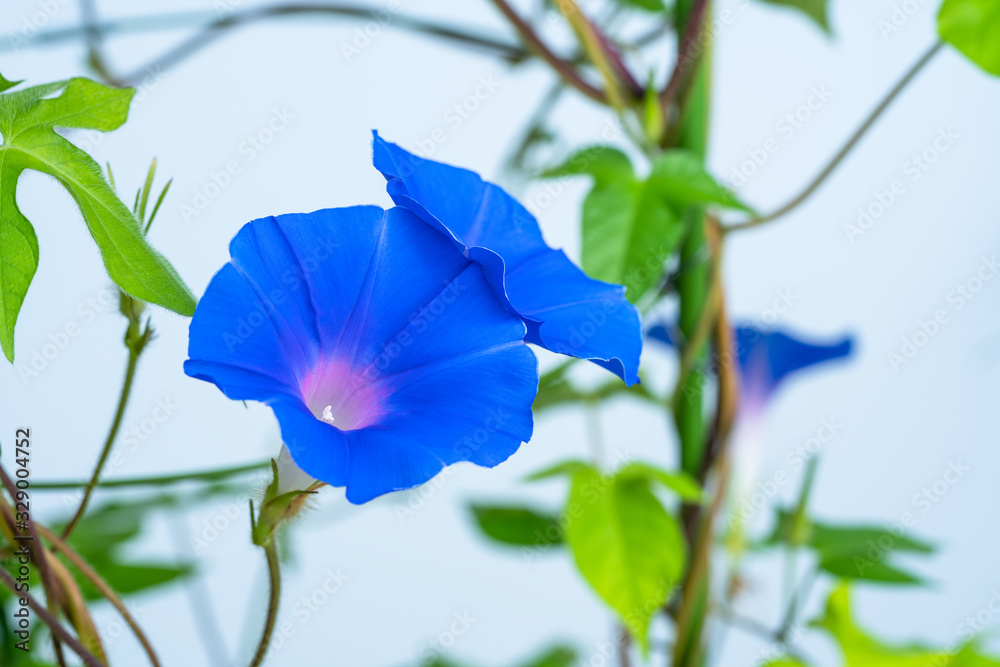 青色のアサガオ 白背景 Stock Photo Adobe Stock