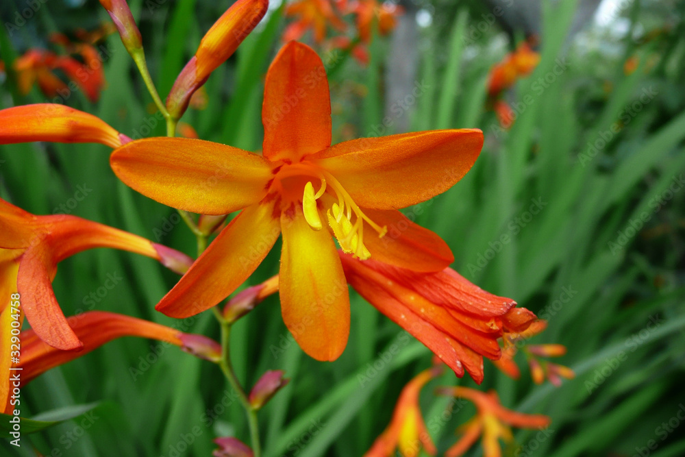 Beautiful flowers of lilies in the summer. Beautiful flowers of lilies in the summer.