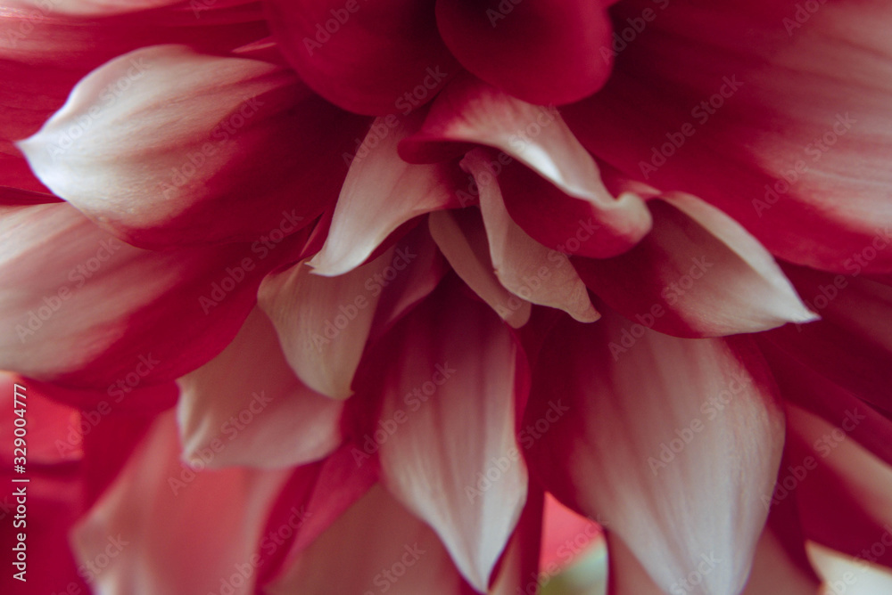 bright delicate red and white summer garden flower with lots of petals close-up