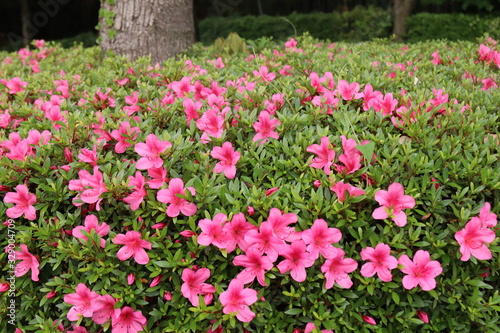 Wallpaper Mural ツツジ Torontodigital.ca