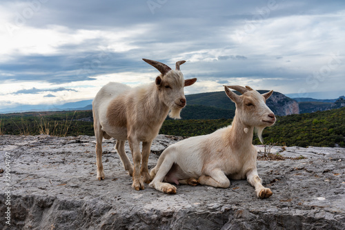 Goat in the Canyon of Ardeche in France