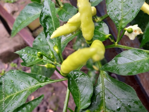 green tomatoes on the vine