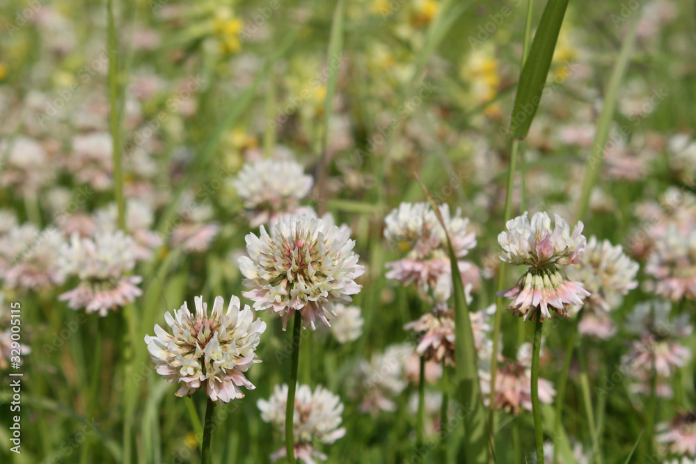Dutch white clover lawn in the meadow. Ladino clover growing on the field. Plant used in herbal medicine and culinary. Botanical nature background. Summer or spring season Dutch white clover lawn in the meadow. Ladino clover growing on the field. Plant used in herbal medicine and culinary. Botanical nature background. Summer or spring season