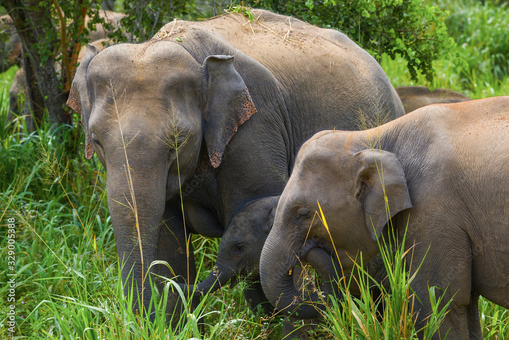 Fototapeta premium Wild Ceylon elephants close-up. Sri Lanka