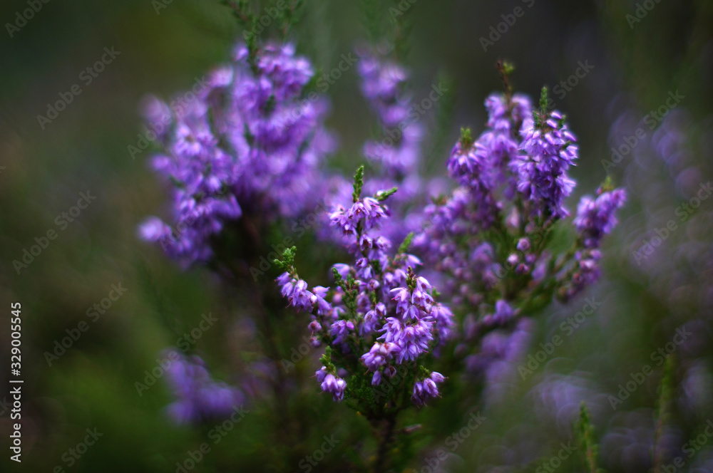 Heather flowers in a summer forest. Heather flowers in a summer forest.