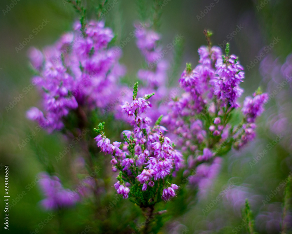 Heather flowers in a summer forest.