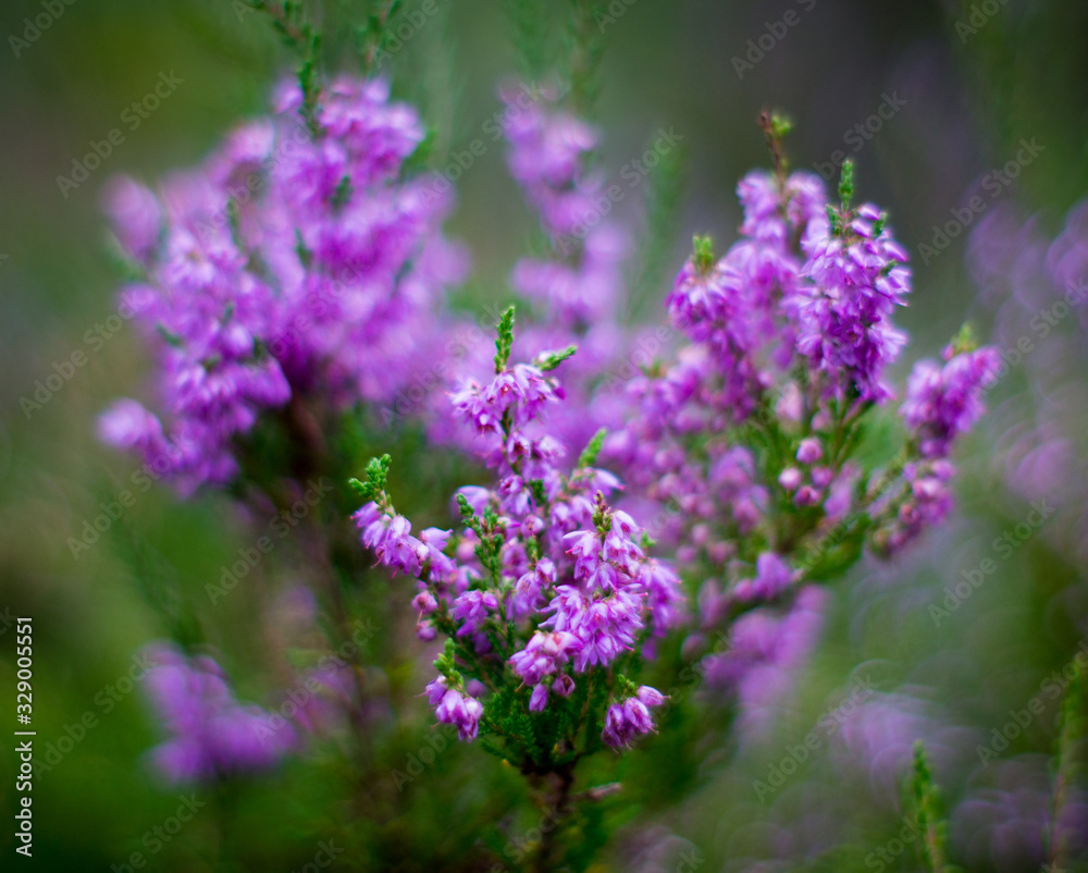 Heather flowers in a summer forest. Heather flowers in a summer forest.