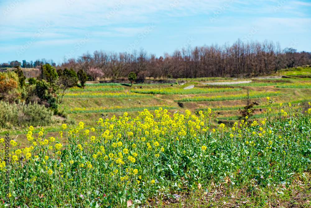 長崎鼻の菜の花 長崎鼻の菜の花