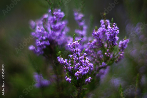 Heather flowers in a summer forest.