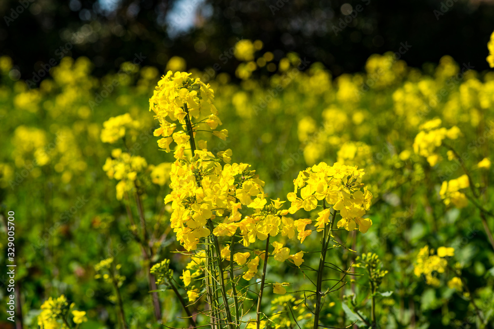 長崎鼻の菜の花 長崎鼻の菜の花