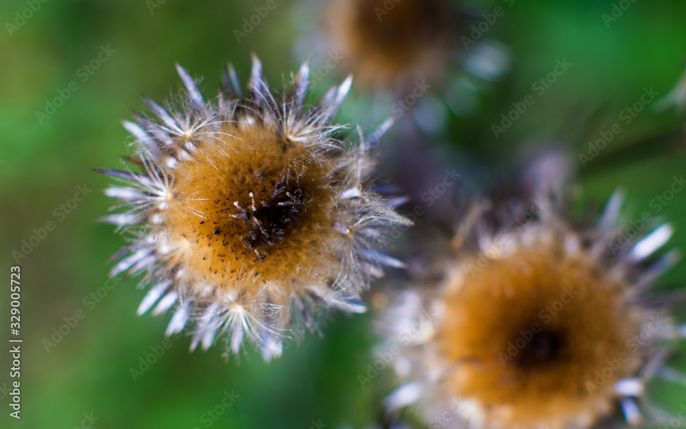 Pink flowers and sharp thorns of a thistle. Pink flowers and sharp thorns of a thistle.