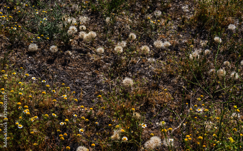 Dandelions and daisies on a drying summer field. Dandelions and daisies on a drying summer field.