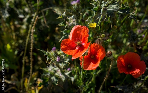 Beautiful red poppy flowers in summer.