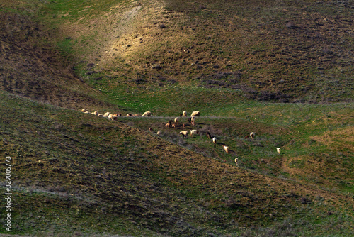 A flock of sheep grazes on a mountainside