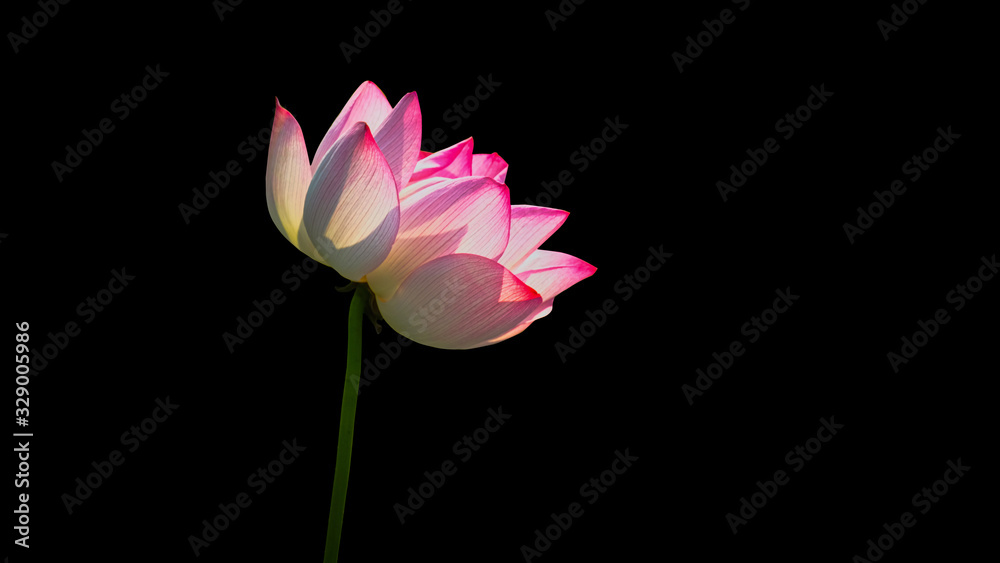 Pink Lotus flower (water lily) isolated on black background with Clipping Paths.