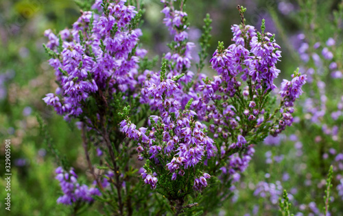 Heather flowers in a summer forest.