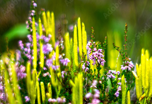 Heather flowers in a summer forest.