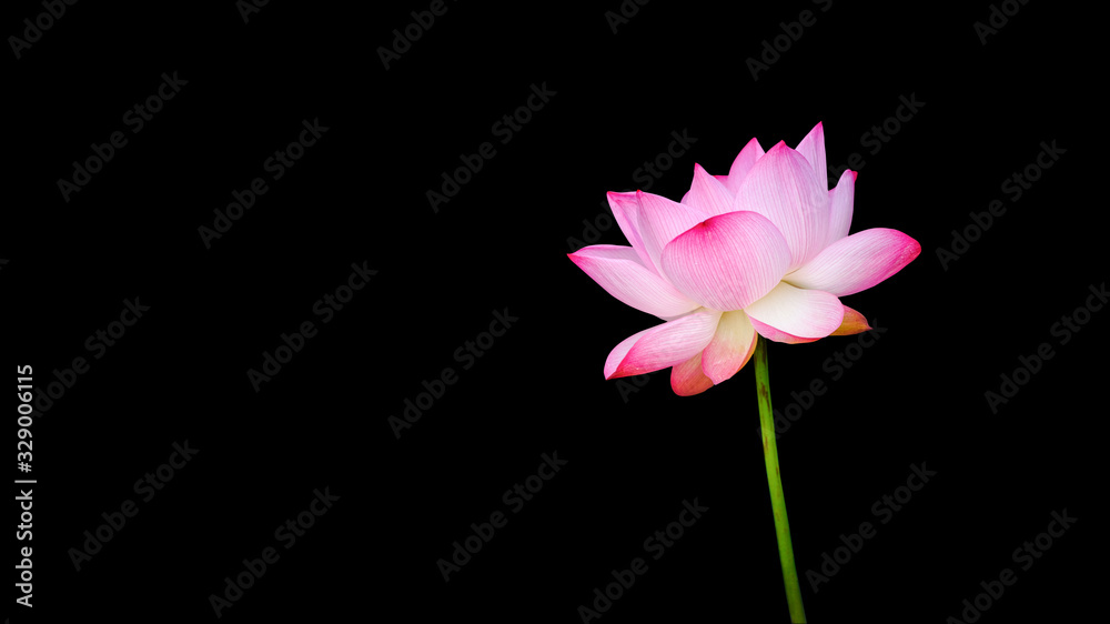 Pink Lotus flower (water lily) isolated on black background with Clipping Paths.