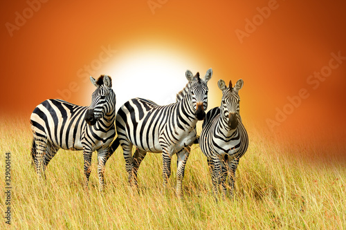 Three african zebras at beautiful orange sunset in the National Park