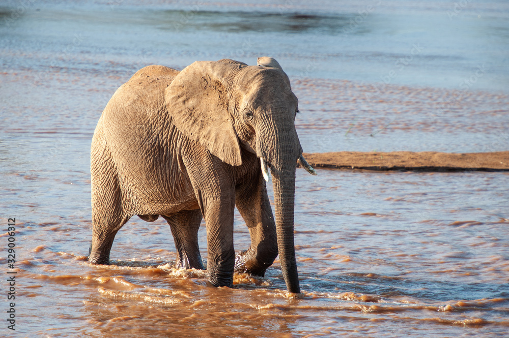Elephant in river. National park of Kenya Elephant in river. National park of Kenya