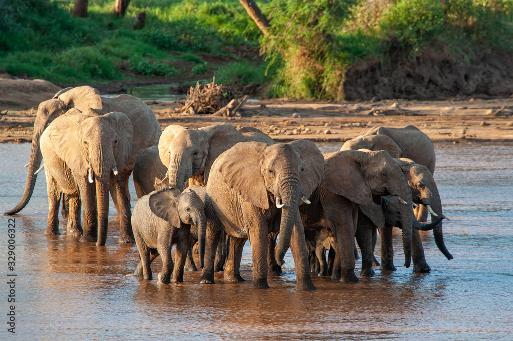 Obraz premium Group elephant in river. National park of Kenya