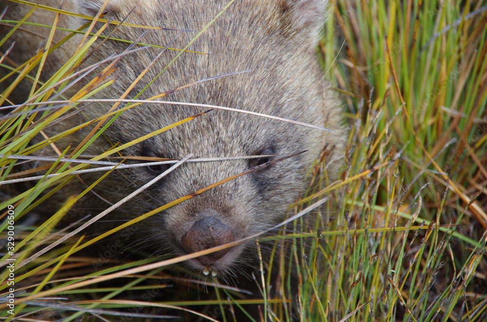 Wombat hiding in tall grass Wombat hiding in tall grass