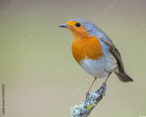 robin sitting on a branch © KKern